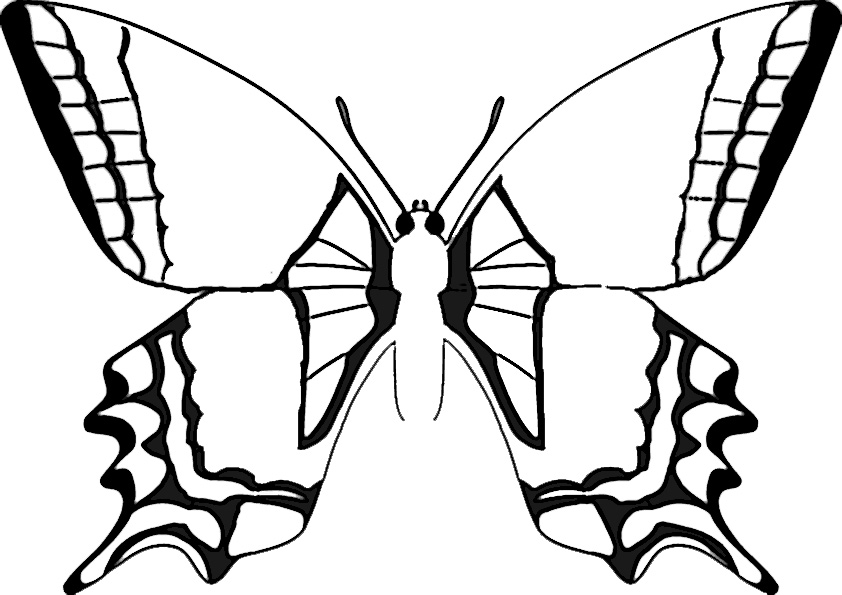 Schmetterling-2